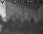 Capi_Dubne_20250803_215502.jpg