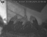 Capi_Dubne_20250803_220502.jpg