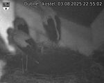 Capi_Dubne_20250803_225502.jpg