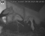Capi_Dubne_20250804_001003.jpg