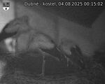 Capi_Dubne_20250804_001502.jpg