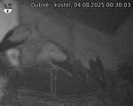 Capi_Dubne_20250804_003003.jpg
