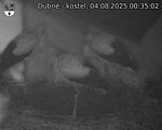 Capi_Dubne_20250804_003502.jpg