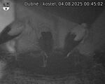 Capi_Dubne_20250804_004502.jpg