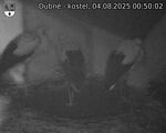 Capi_Dubne_20250804_005002.jpg
