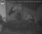 Capi_Dubne_20250804_010503.jpg