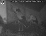 Capi_Dubne_20250804_012002.jpg