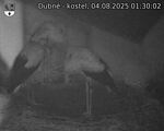 Capi_Dubne_20250804_013002.jpg