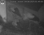 Capi_Dubne_20250804_014503.jpg