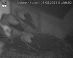 Capi_Dubne_20250804_015002.jpg