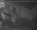 Capi_Dubne_20250804_015503.jpg