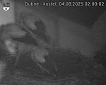 Capi_Dubne_20250804_020002.jpg