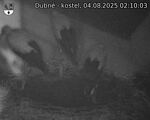 Capi_Dubne_20250804_021003.jpg