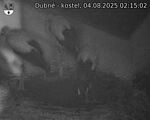 Capi_Dubne_20250804_021502.jpg