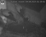 Capi_Dubne_20250804_022002.jpg