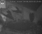 Capi_Dubne_20250804_022503.jpg