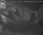 Capi_Dubne_20250804_023503.jpg