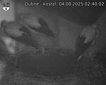 Capi_Dubne_20250804_024002.jpg