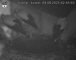 Capi_Dubne_20250804_024503.jpg
