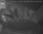 Capi_Dubne_20250804_030002.jpg