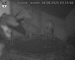 Capi_Dubne_20250804_031502.jpg