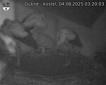 Capi_Dubne_20250804_032003.jpg