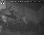 Capi_Dubne_20250804_032502.jpg