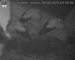 Capi_Dubne_20250804_035002.jpg