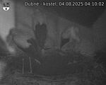 Capi_Dubne_20250804_041002.jpg