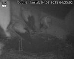 Capi_Dubne_20250804_042502.jpg