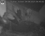 Capi_Dubne_20250804_044503.jpg