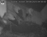 Capi_Dubne_20250804_045002.jpg