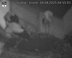Capi_Dubne_20250804_045503.jpg