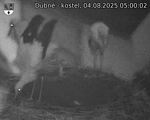 Capi_Dubne_20250804_050002.jpg
