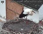 Capi_Dubne_20250804_053503.jpg