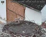 Capi_Dubne_20250804_054502.jpg