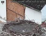 Capi_Dubne_20250804_055003.jpg