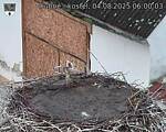 Capi_Dubne_20250804_060003.jpg