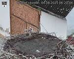 Capi_Dubne_20250804_062004.jpg