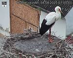 Capi_Dubne_20250804_070503.jpg