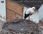 Capi_Dubne_20250804_071003.jpg