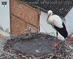 Capi_Dubne_20250804_071503.jpg