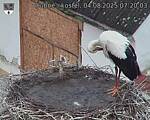 Capi_Dubne_20250804_072003.jpg