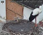 Capi_Dubne_20250804_073504.jpg