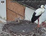 Capi_Dubne_20250804_074003.jpg