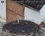Capi_Dubne_20250804_081003.jpg