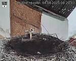 Capi_Dubne_20250804_082003.jpg