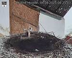 Capi_Dubne_20250804_082503.jpg
