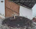 Capi_Dubne_20250804_083002.jpg