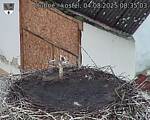 Capi_Dubne_20250804_083503.jpg